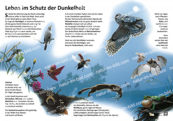 Leben im Schutz der Dunkelheit