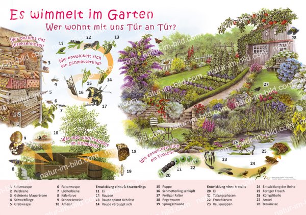Es wimmelt im Garten - Wer wohnt mit uns Tür an Tür?