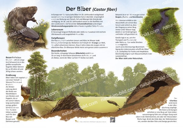Der Biber