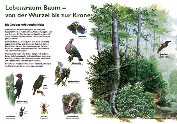 Lebensraum Baum - Zweigzone