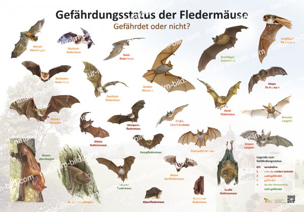 Gefährdungsstatus der Fledermaus