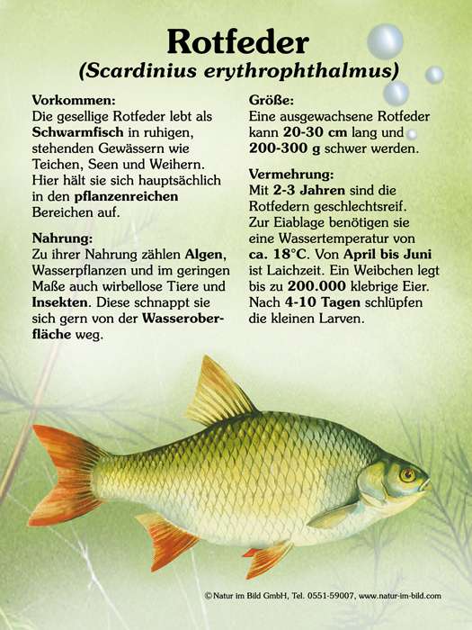 rotfeder-fische-lehrtafeln-natur-im-bild-lehrtafeln-f-r-natur
