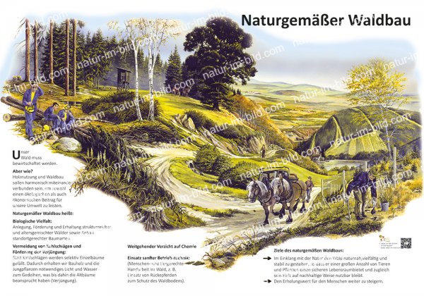 Naturgemäßer Waldbau