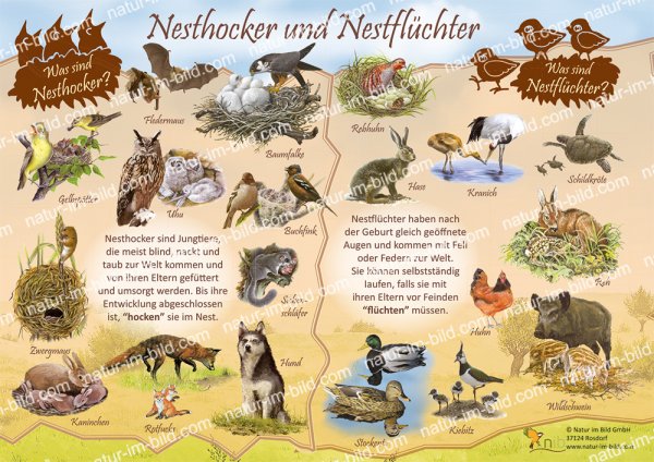 Nesthocker und Nestflüchter