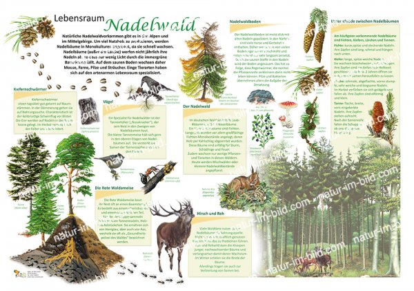 Lebensraum Nadelwald