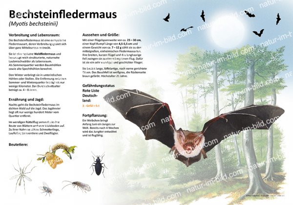 Bechsteinfledermaus