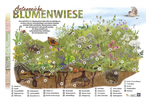Artenreiche Blumenwiese
