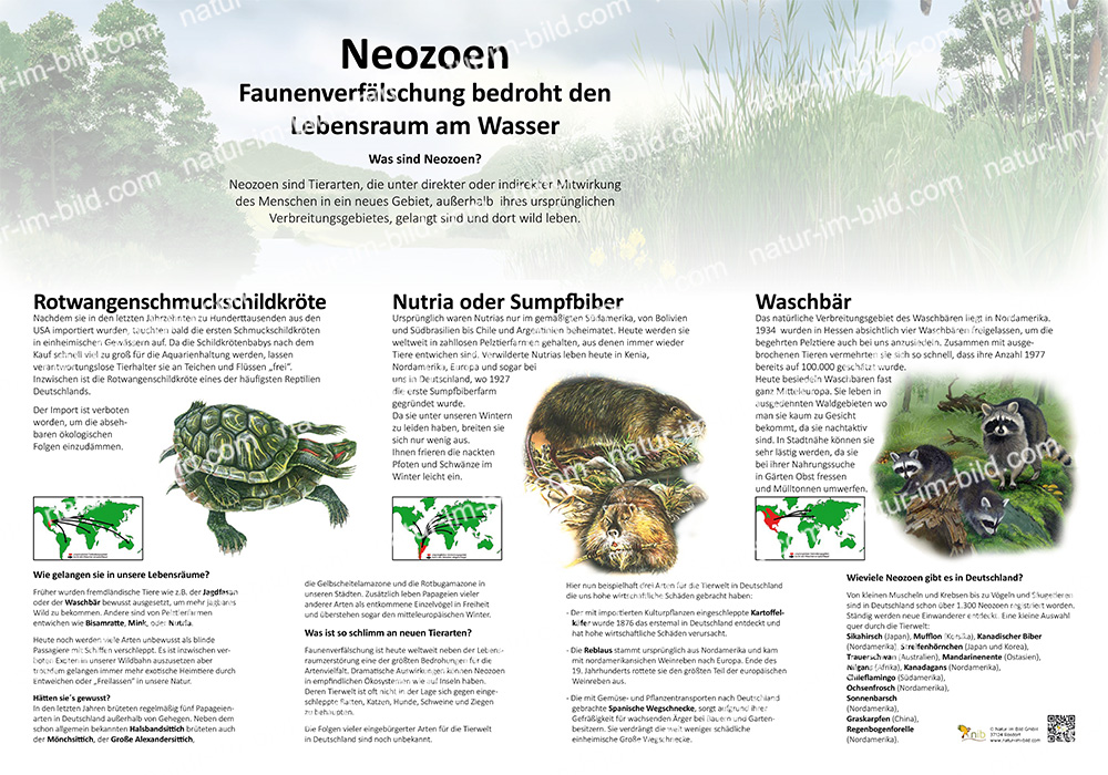 Neozoen Neozoen | Tiere | Lehrtafeln | Natur im Bild Lehrtafeln für Natur ...