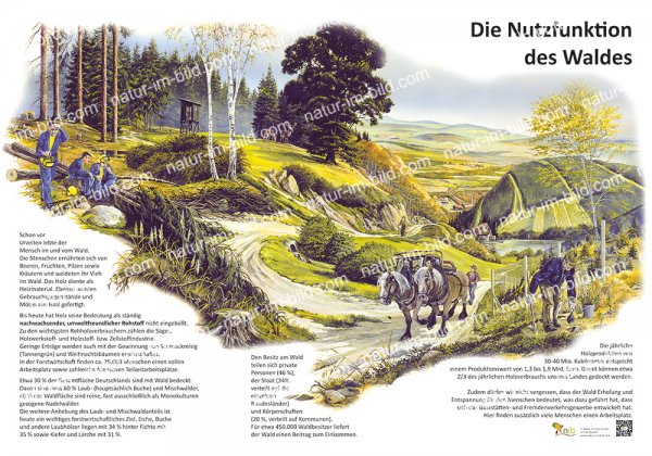 Nutzfunktion des Waldes