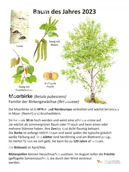 Moorbirke- Baum des Jahres 2023