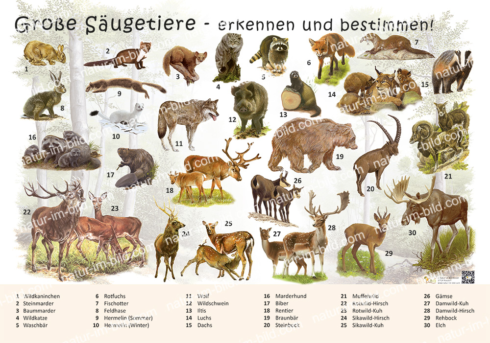 Gro e S ugetiere Erkennen Und Bestimmen S ugetiere Lehrtafeln gro-e-s-ugetiere-erkennen-und-bestimmen-s-ugetiere-lehrtafeln