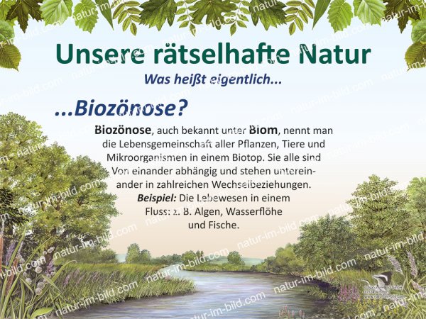 Biozönose