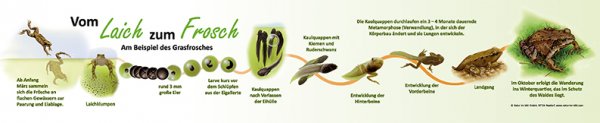 Vom Laich zum Frosch - 100 x 20 cm