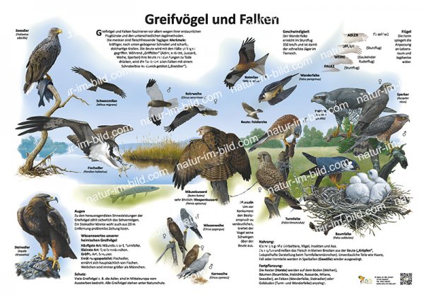 Greifvögel und Falken