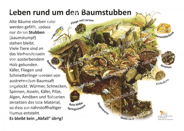 Leben rund um den Baumstubben
