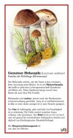 Gemeiner Birkenpilz