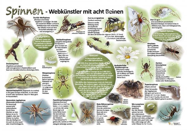 Spinnen - Webkünstler mit acht Beinen