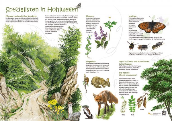 Spezialisten in Hohlwegen