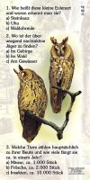 Waldohreule - Quiz