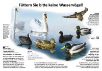 Füttern Sie bitte keine Wasservögel