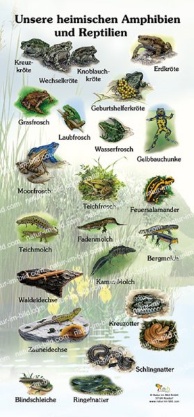 Unsere heimischen Amphibien und Reptilien