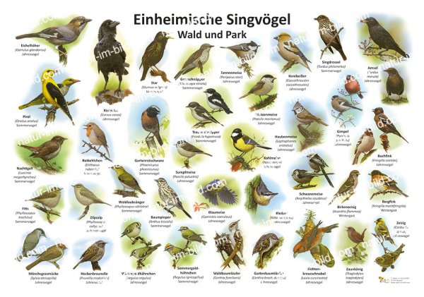 Einheimische Singvögel - Wald und Park