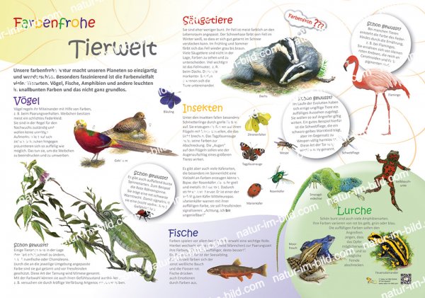 Farbenfrohe Tierwelt