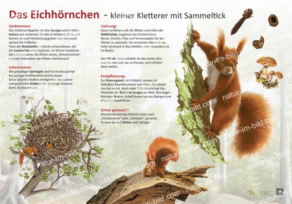 Eichhörnchen