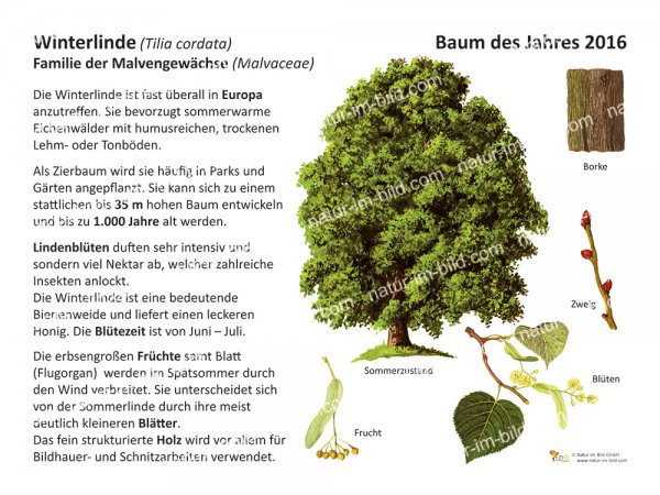 Winterlinde - Baum des Jahres 2016