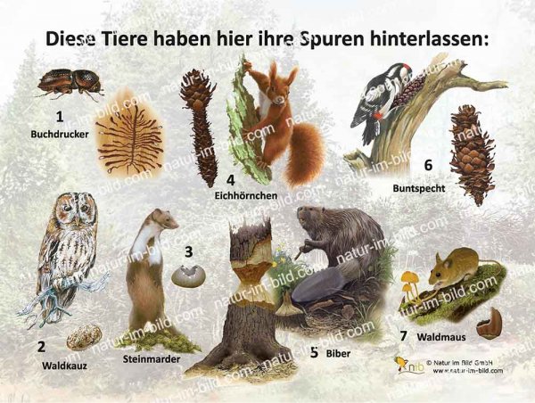 Diese Tiere haben ihre Spuren hinterlassen