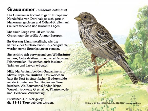Grauammer