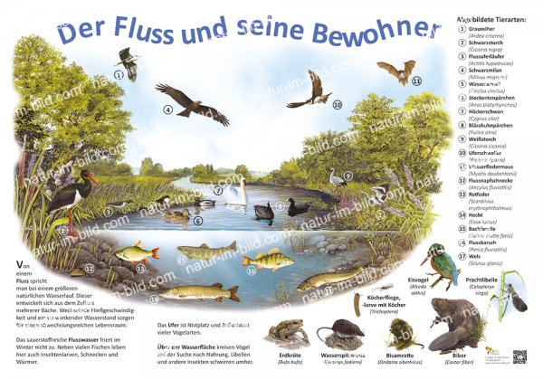 Der Fluss und seine Bewohner