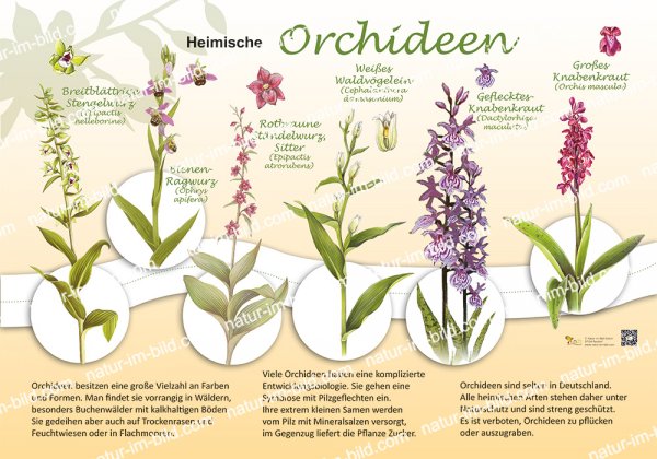 Heimische Orchideen