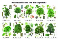 Nadel- und Laubbäume | Pflanzen | Lehrtafeln | Natur im Bild Lehrtafeln