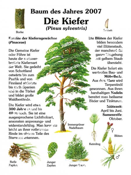 Kiefer - Baum des Jahres 2007