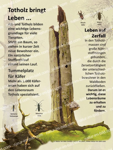 Totholz bringt Leben...