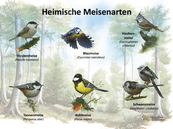Heimische Meisenarten
