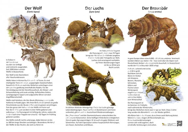 Der Wolf, der Luchs, der Braunbär