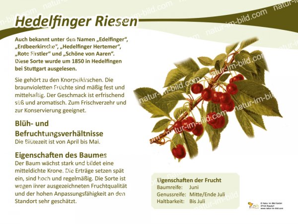 Hedelfinger Riesenkirsche