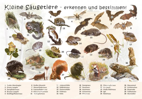 Kleine Säugetiere - erkennen und bestimmen
