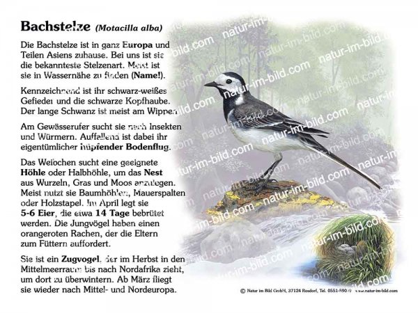 Bachstelze