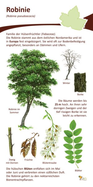 Robinie - 15x30 cm - 10 mm