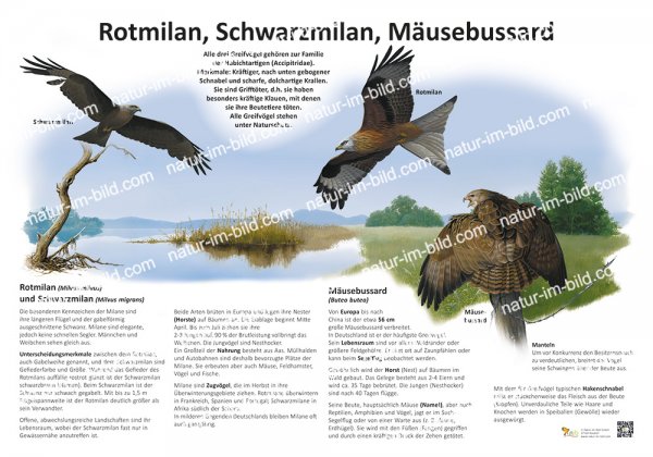 Rotmilan, Schwarzmilan, Mäusebussard
