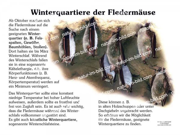 Winterquartier der Fledermäuse
