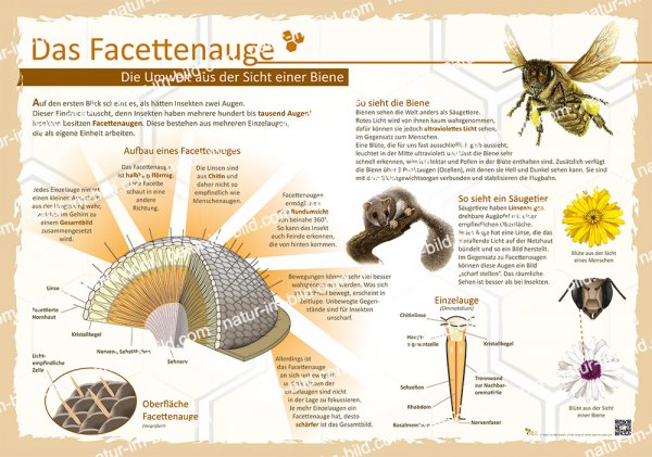 Das Facettenauge - Die Umwelt aus der Sicht einer Biene