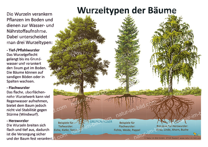 Wurzeltypen der Bume | kologie | Lehrtafeln | Natur im Bild Lehrtafeln  fr Natur-, Lehr- oder Lernpfade
