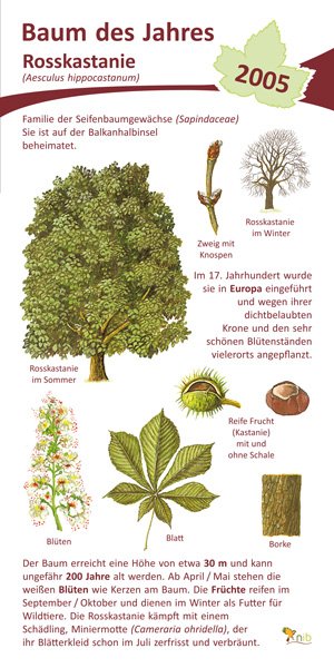 Rosskastanie - Baum des Jahres 2005