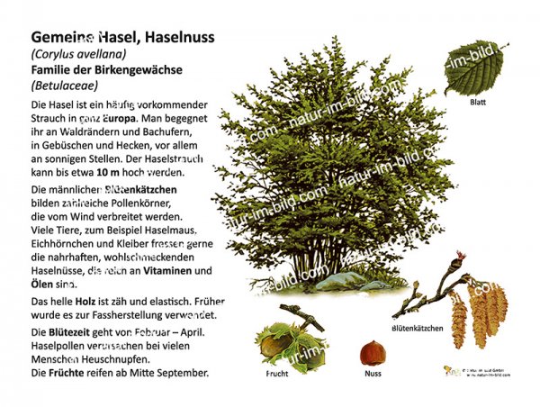 Gemeine Hasel, Haselnuss