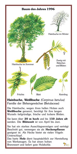 Hainbuche - Baum des Jahres 1996