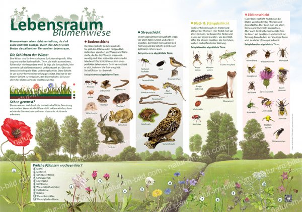 Lebensraum Blumenwiese